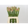 Nerine Vesta K