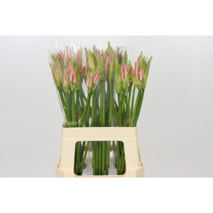 Nerine Vesta K