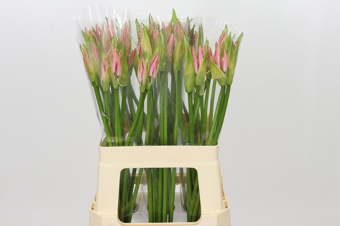 <h4>Nerine Vesta K</h4>