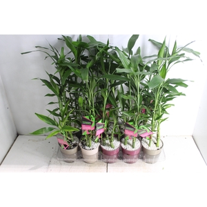DRACENA LUCKY BAMBOO P12
