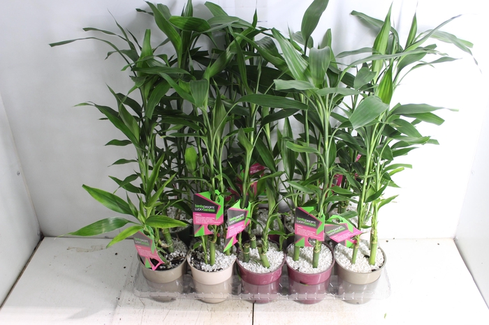 <h4>DRACENA LUCKY BAMBOO P12</h4>