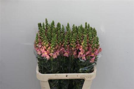 <h4>Antir Antibes Pink</h4>
