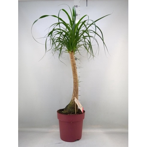 Beaucarnea recurvata