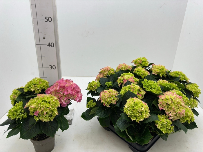 <h4>HYDR M EARLY</h4>