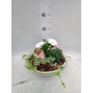 Arr.   Perkplanten L%