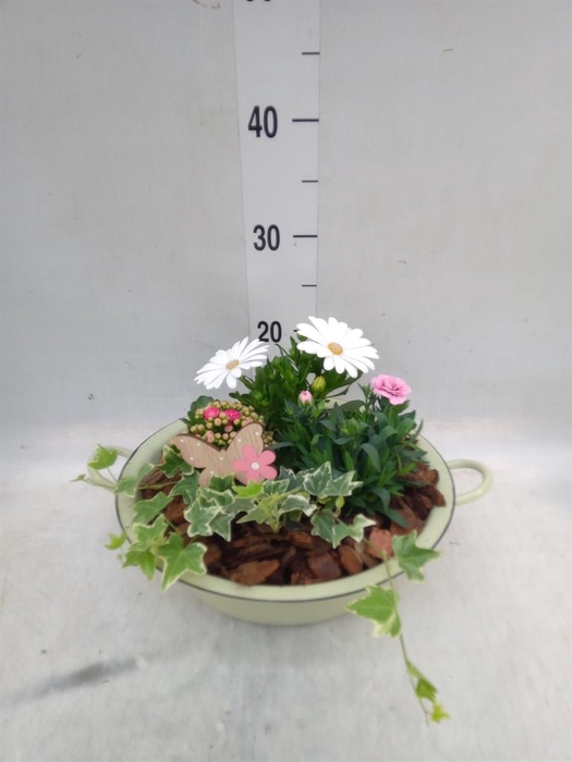 <h4>Arr. Perkplanten L%</h4>