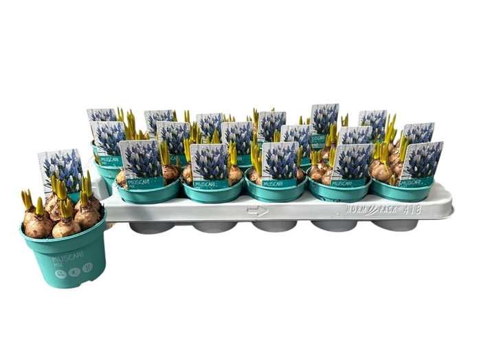 <h4>MUSCAR GEM 2 SRT</h4>