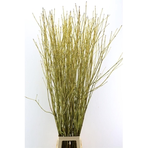 Cornus S Flaviramea Vertakt