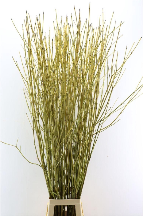 <h4>Cornus S Flaviramea Vertakt</h4>