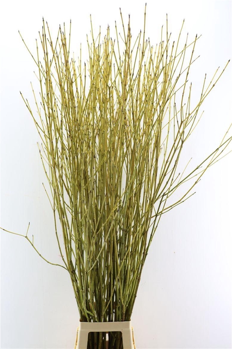 <h4>Cornus S Flaviramea Vertakt</h4>