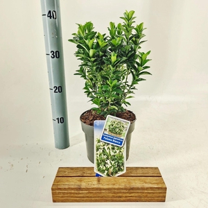Euonymus Paloma Blanca