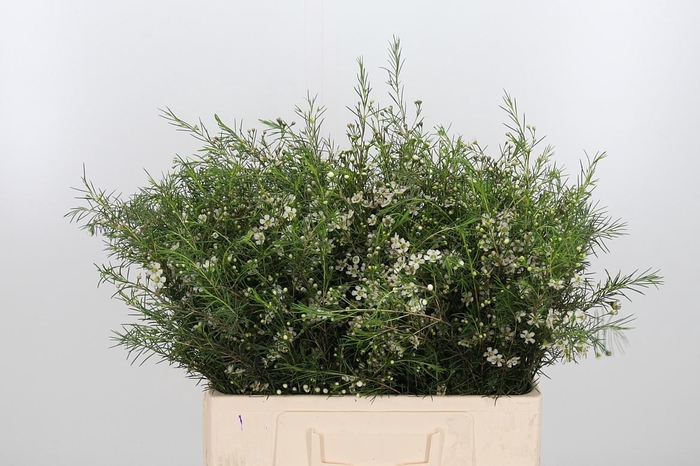 <h4>Chame Un White Star</h4>