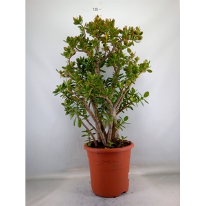 Crassula ovata 'Sunset'