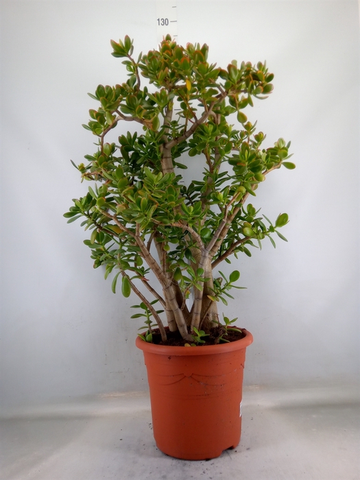 <h4>Crassula ovata 'Sunset'</h4>