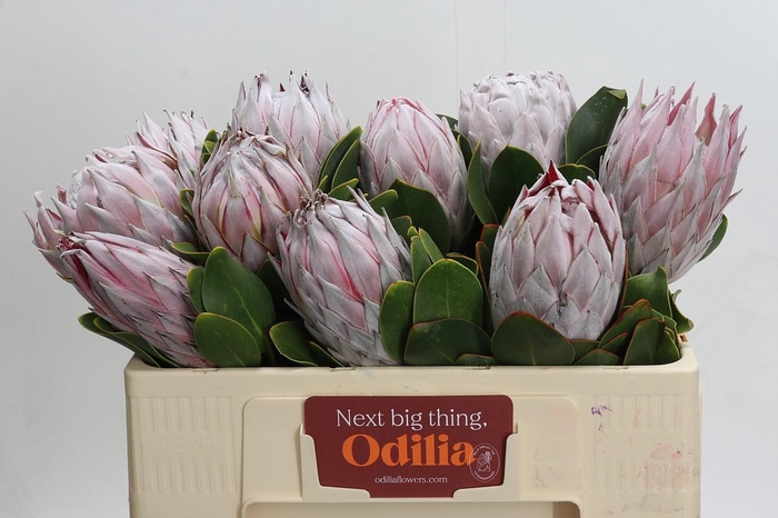 <h4>Protea Cynaroides</h4>