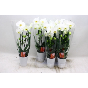 PHAL EL CASCADE