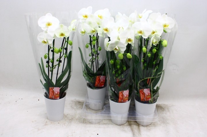 <h4>PHAL EL CASCADE</h4>