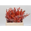Ilex Winter Gold