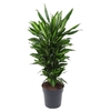 Dracaena Cintho