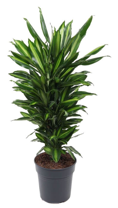 Dracaena Cintho