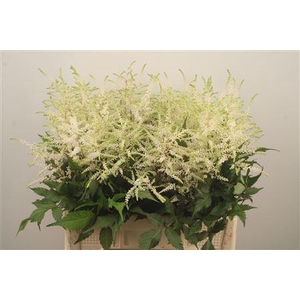 Astilbe Wasingthon White
