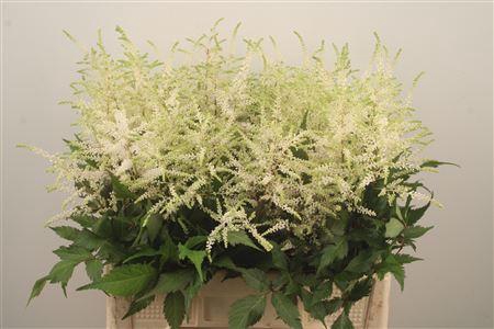 <h4>Astilbe Wasingthon White</h4>