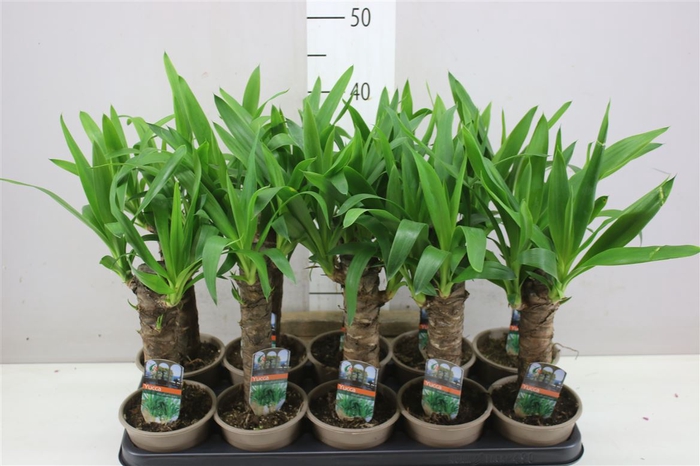 <h4>Yucca Enkel Stam 2+</h4>