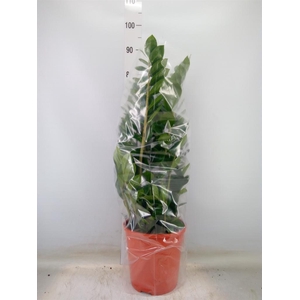 Zamioculcas zamiifolia