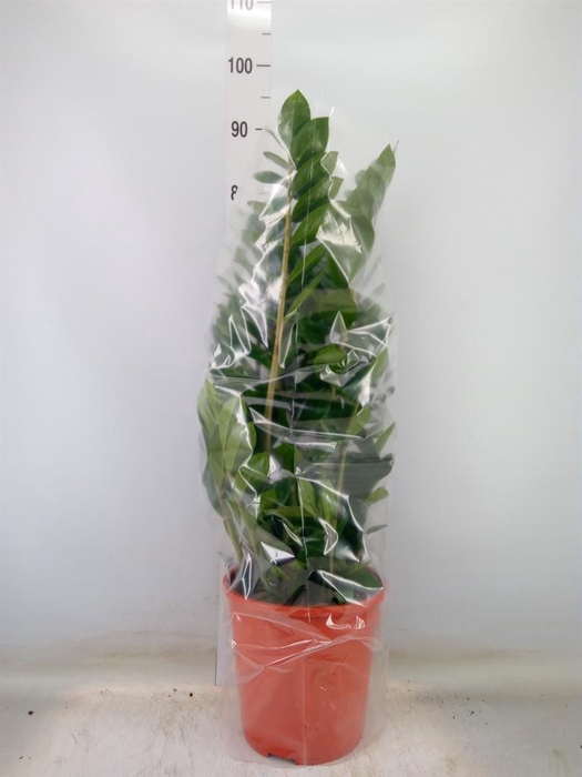 <h4>Zamioculcas zamiifolia</h4>