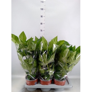 Fatsia japonica   ...