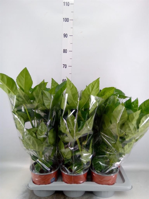 <h4>Fatsia japonica   ...</h4>