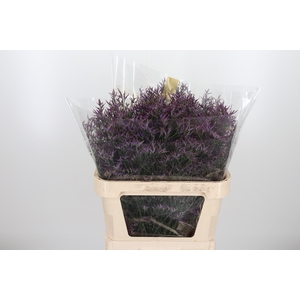 Lim Safora Dark Blue
