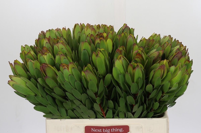 <h4>Leucadendron Goldstrike</h4>