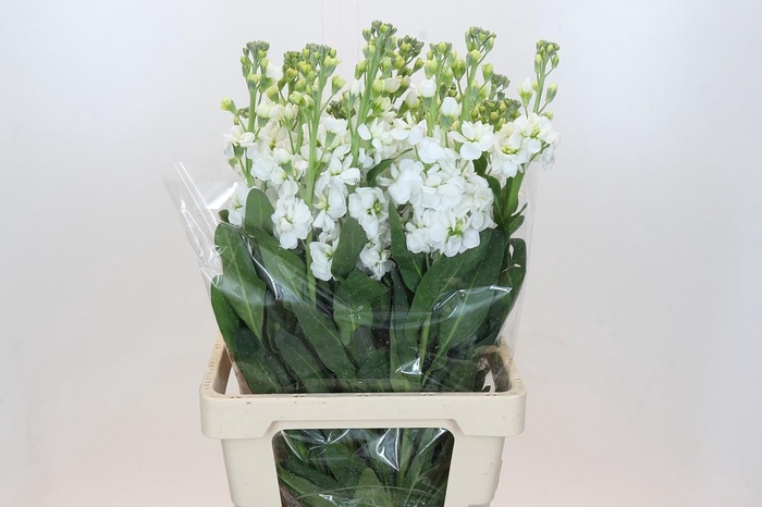 <h4>Matthiola Lucinda White</h4>