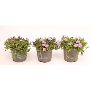 Delosperma Lido Pink