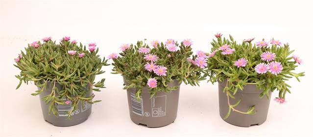 <h4>Delosperma Lido Pink</h4>