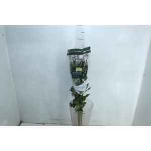 ANASTASIA CIPRIA 080 CM LILAS