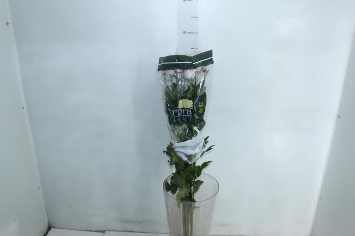 <h4>ANASTASIA CIPRIA 080 CM LILAS</h4>