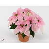 Euphorbia Princettia vertakt Pink