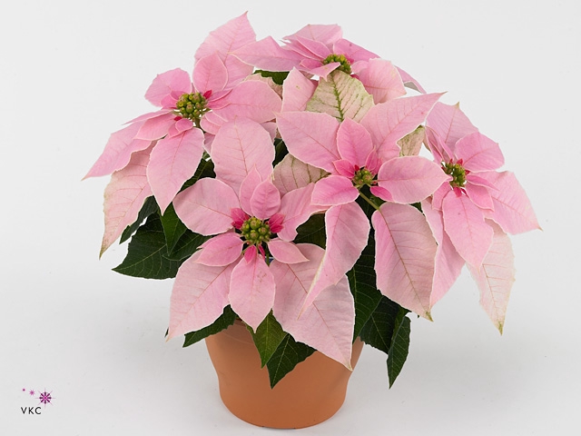 Euphorbia Princettia vertakt Pink