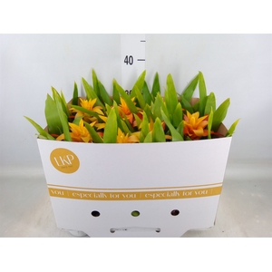 Guzmania  'Flava'