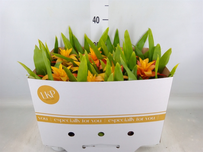 <h4>Guzmania  'Flava'</h4>