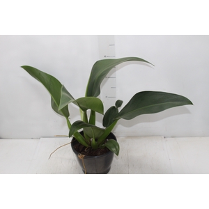 PHILODENDRON PACOVA P20