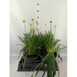 Agapanthus  'Henrys White'