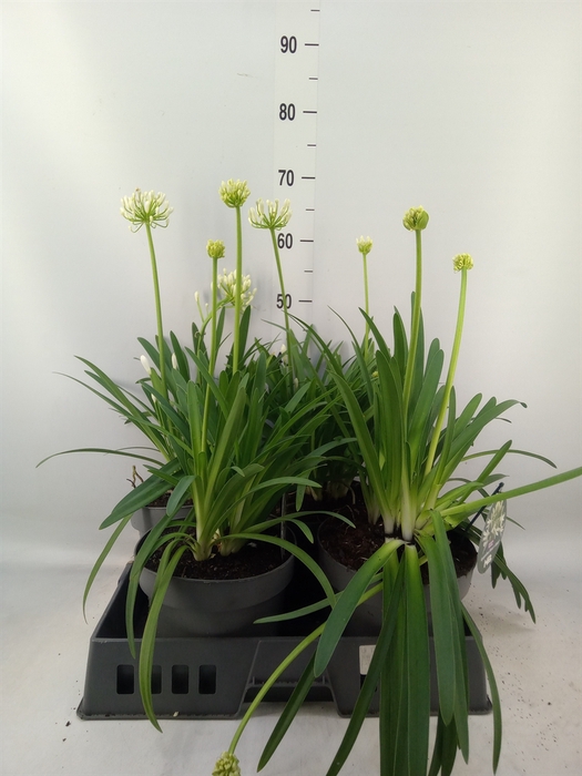 <h4>Agapanthus  'Henrys White'</h4>
