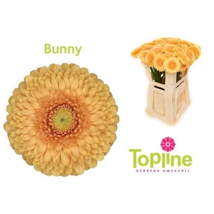 Ge Mb Pomponi Bunny