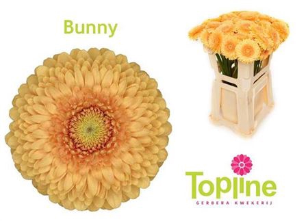 <h4>Ge Mb Pomponi Bunny</h4>
