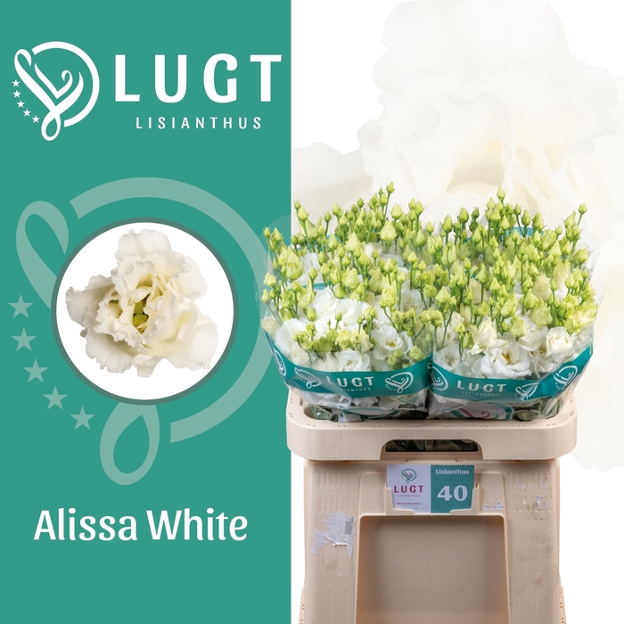 <h4>EUS G ALISSA WHITE</h4>