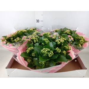 Kalanchoe blos. 'RosDon Alano'