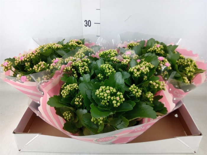 <h4>Kalanchoe blos. 'RosDon Alano'</h4>